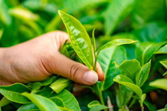 Tea plant (Camellia sinensis). Image credit: Yonghan Kim.