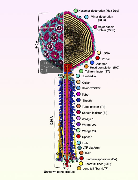 Composite representation of the complete Bas63 virion. Image credit: Hodgkinson-Bean et al., doi: 10.1126/sciadv.adx0790.