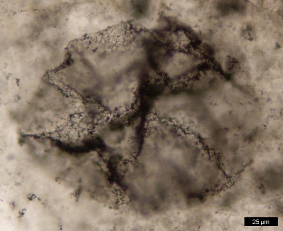 Organic matter extracted from samples of 2.5-billion-year-old rock containing fossilized microorganisms like the one in this photomicrograph still contains biomolecular fragments that may have been produced via photosynthesis. Image credit: Andrew D. Czaja.