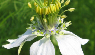Ahmed et al. suggest that black cumin seed (Nigella sativa) may serve as a promising natural agent in obesity-related conditions. Image credit: Andre Holz / CC BY-SA 3.0.