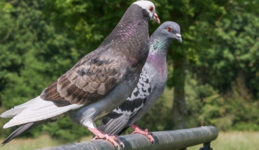 Maldarelli & Güntürkün show that there is growing evidence that (i) birds have sensory and self-awareness, and (ii) they also have the neural architecture that may be necessary for this. Image credit: Kutte.