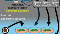 Physcomitrium patens spores survive simulated space conditions with high resilience. Image credit: Maeng et al., doi: 10.1016/j.isci.2025.113827.