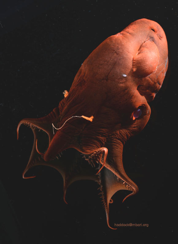 The vampire squid (Vampyroteuthis sp.) is one of the most enigmatic animals of the deep sea. Image credit: Steven Haddock / MBARI.
