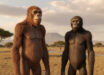 Australopithecus deyiremeda and Australopithecus afarensis. Image credit: Gemini AI.