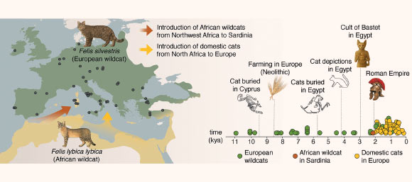 The genomes of ancient cats from archaeological sites across Europe and Anatolia (circles in the map) revealed that domestic cats were introduced to Europe from North Africa starting at 2,000 years ago, several millennia after the onset of the Neolithic in Europe; African wildcats in Sardinia originate from a distinct wildcat population in Northwest Africa. Image credit: De Martino et al., doi: 10.1126/science.adt2642.
