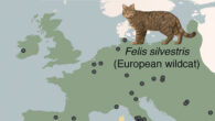 The genomes of ancient cats from archaeological sites across Europe and Anatolia (circles in the map) revealed that domestic cats were introduced to Europe from North Africa starting at 2,000 years ago, several millennia after the onset of the Neolithic in Europe; African wildcats in Sardinia originate from a distinct wildcat population in Northwest Africa. Image credit: De Martino et al., doi: 10.1126/science.adt2642.