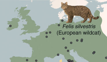 The genomes of ancient cats from archaeological sites across Europe and Anatolia (circles in the map) revealed that domestic cats were introduced to Europe from North Africa starting at 2,000 years ago, several millennia after the onset of the Neolithic in Europe; African wildcats in Sardinia originate from a distinct wildcat population in Northwest Africa. Image credit: De Martino et al., doi: 10.1126/science.adt2642.