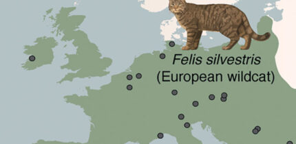 The genomes of ancient cats from archaeological sites across Europe and Anatolia (circles in the map) revealed that domestic cats were introduced to Europe from North Africa starting at 2,000 years ago, several millennia after the onset of the Neolithic in Europe; African wildcats in Sardinia originate from a distinct wildcat population in Northwest Africa. Image credit: De Martino et al., doi: 10.1126/science.adt2642.