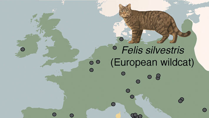 The genomes of ancient cats from archaeological sites across Europe and Anatolia (circles in the map) revealed that domestic cats were introduced to Europe from North Africa starting at 2,000 years ago, several millennia after the onset of the Neolithic in Europe; African wildcats in Sardinia originate from a distinct wildcat population in Northwest Africa. Image credit: De Martino et al., doi: 10.1126/science.adt2642.