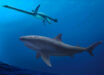 A gigantic 8 m long mega-predatory shark stalks an unwary long-necked plesiosaur in the seas off Australia 115 million years ago. Image credit: Polyanna von Knorring, Swedish Museum of Natural History.