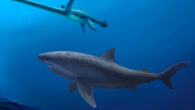 A gigantic 8 m long mega-predatory shark stalks an unwary long-necked plesiosaur in the seas off Australia 115 million years ago. Image credit: Polyanna von Knorring, Swedish Museum of Natural History.