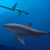 A gigantic 8 m long mega-predatory shark stalks an unwary long-necked plesiosaur in the seas off Australia 115 million years ago. Image credit: Polyanna von Knorring, Swedish Museum of Natural History.