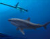 A gigantic 8 m long mega-predatory shark stalks an unwary long-necked plesiosaur in the seas off Australia 115 million years ago. Image credit: Polyanna von Knorring, Swedish Museum of Natural History.
