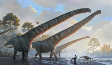 Life reconstruction of another Mamenchisaurus species, Mamenchisaurus sinocanadorum. Image credit: Júlia d’Oliveira.