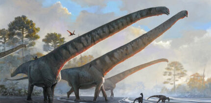 Life reconstruction of another Mamenchisaurus species, Mamenchisaurus sinocanadorum. Image credit: Júlia d’Oliveira.