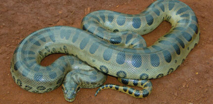 The green anaconda (Eunectes murinus). Image credit: MKAMPIS / CC BY-SA 4.0.