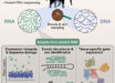 Mármol-Sánchez et al. found ancient RNA molecules in Late Pleistocene woolly mammoth tissues. Image credit: Mármol-Sánchez et al., doi: 10.1016/j.cell.2025.10.025.