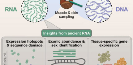 Mármol-Sánchez et al. found ancient RNA molecules in Late Pleistocene woolly mammoth tissues. Image credit: Mármol-Sánchez et al., doi: 10.1016/j.cell.2025.10.025.