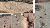 Dinosaur footprints at the Carreras Pampa tracksite in the Torotoro National Park, Bolivia. Image credit: Esperante et al., doi: 10.1371/journal.pone.0335973.