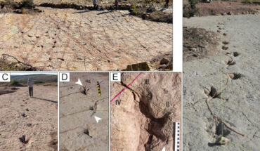 Dinosaur footprints at the Carreras Pampa tracksite in the Torotoro National Park, Bolivia. Image credit: Esperante et al., doi: 10.1371/journal.pone.0335973.
