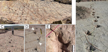 Dinosaur footprints at the Carreras Pampa tracksite in the Torotoro National Park, Bolivia. Image credit: Esperante et al., doi: 10.1371/journal.pone.0335973.