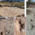 Dinosaur footprints at the Carreras Pampa tracksite in the Torotoro National Park, Bolivia. Image credit: Esperante et al., doi: 10.1371/journal.pone.0335973.
