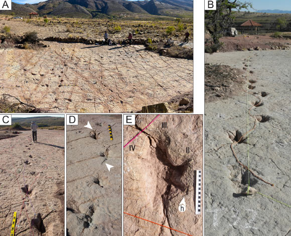 Dinosaur footprints at the Carreras Pampa tracksite in the Torotoro National Park, Bolivia. Image credit: Esperante et al., doi: 10.1371/journal.pone.0335973.