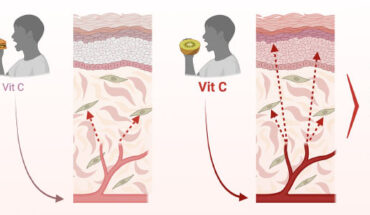 Vitamin C (ascorbate) is found in all skin compartments. Pullar et al. carried out a comprehensive investigation to establish the relationship between plasma and skin ascorbate levels, with a focus on the major skin compartments. Image credit: Pullar et al., doi: 10.1016/j.jid.2025.10.587.