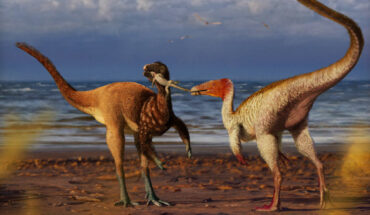 Hypothetical reconstruction of Mirischia asymmetrica (left) and Santanaraptor placidus (right) disputing a lizard in what is now northeastern Brazil approximately 112 million years ago. Image credit: Guilherme Gehr.