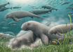 An artistic reconstruction of a herd of Salwasiren qatarensis foraging on the seafloor. Image credit: Alex Boersma.