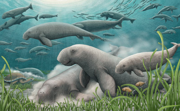 An artistic reconstruction of a herd of Salwasiren qatarensis foraging on the seafloor. Image credit: Alex Boersma.
