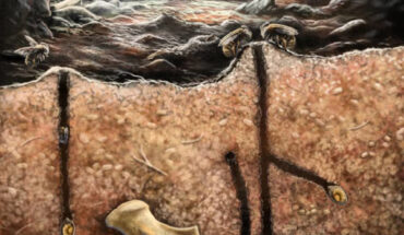 Life reconstruction of the tracemaking bee nesting inside a cave and using bone cavities as containing chambers for some of the brooding cells. Image credit: Jorge Mario Macho.