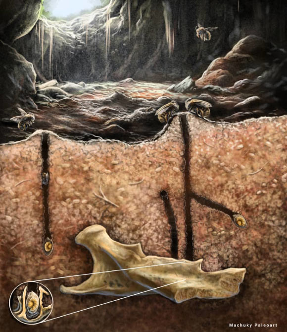 Life reconstruction of the tracemaking bee nesting inside a cave and using bone cavities as containing chambers for some of the brooding cells. Image credit: Jorge Mario Macho.