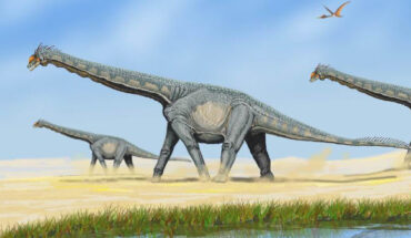 Some sauropod dinosaurs, such as Alamosaurus sanjuanensis, formed herds segregated by age. Image credit: DiBgd.