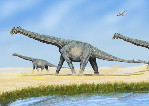 Some sauropod dinosaurs, such as Alamosaurus sanjuanensis, formed herds segregated by age. Image credit: DiBgd.