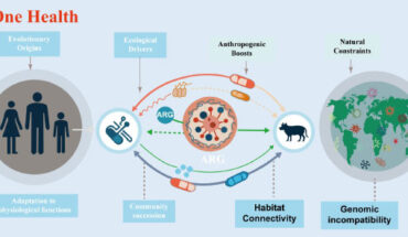 The evolution of antibiotic resistance genes is linked to intrinsic physiological roles and ecological divisions. Image credit: Xu et al., doi: 10.48130/biocontam-0025-0014.