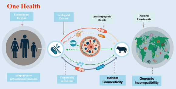 The evolution of antibiotic resistance genes is linked to intrinsic physiological roles and ecological divisions. Image credit: Xu et al., doi: 10.48130/biocontam-0025-0014.