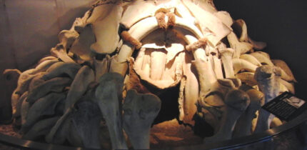 Reconstruction of Mezhirich’s mammoth bone structure in the National Museum of Nature and Science, Tokyo, Japan. Image credit: Momotarou2012.