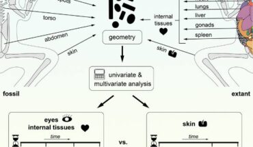 Falk et al. show that the geometry of melanosomes in the eyespots of fossil frogs from the Miocene and Eocene is similar to that of ocular melanosomes in living frogs. Image credit: Falk et al., doi: 10.1016/j.isci.2025.114220.