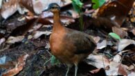 An individual of Tinamus resonans at Morro Queimado, Serra do Divisor National Park, Mâncio Lima, Acre, Brazil. Image credit: Luis A. Morais.