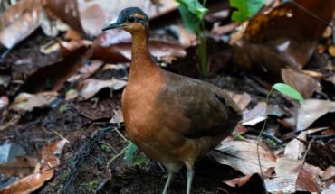 An individual of Tinamus resonans at Morro Queimado, Serra do Divisor National Park, Mâncio Lima, Acre, Brazil. Image credit: Luis A. Morais.