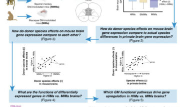 DeCasien et al. provide the first empirical data showing the direct role the gut microbiome plays in shaping differences in the way the brain functions across different primate species. Image credit: DeCasien et al., doi: 10.1073/pnas.2426232122.
