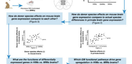 DeCasien et al. provide the first empirical data showing the direct role the gut microbiome plays in shaping differences in the way the brain functions across different primate species. Image credit: DeCasien et al., doi: 10.1073/pnas.2426232122.