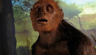 Reconstruction of Sahelanthropus tchadensis. Image credit: University of Silesia.