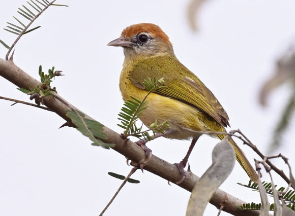 The Beni greenlet (Hylophilus moxensis) in habitat near San Ramón, Beni, Bolivia, on January 10, 2024. Notice the pale brownish gray auriculars, combined with dark lores, dark base of commissure, rufous on the entire crown and frons, and dark irides. Image credit: Tini Wijpkema.
