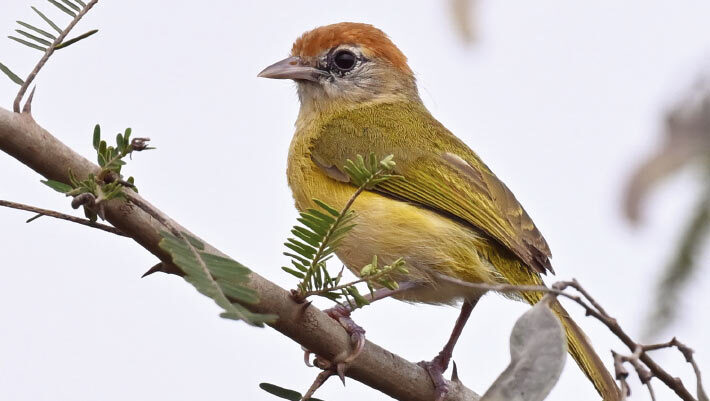The Beni greenlet (Hylophilus moxensis) in habitat near San Ramón, Beni, Bolivia, on January 10, 2024. Notice the pale brownish gray auriculars, combined with dark lores, dark base of commissure, rufous on the entire crown and frons, and dark irides. Image credit: Tini Wijpkema.