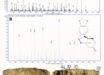 The 60,000-year-old backed microlith from Umhlatuzana Rock Shelter in KwaZulu-Natal, South Africa: (A) buphanidrine and (B) epibuphanisine detected in a sample from the microlith; (C) the microlith showing the reddish poisonous adhesive residue still adhering to the dorsal backed portion of the tool. Image credit: Isaksson et al., doi: 10.1126/sciadv.adz3281.