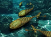 Life reconstruction of Sacabambaspis janvieri, a species of armored jawless fish that lived during the Ordovician period. Image credit: Kaori Serakaki, OIST.