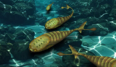 Life reconstruction of Sacabambaspis janvieri, a species of armored jawless fish that lived during the Ordovician period. Image credit: Kaori Serakaki, OIST.