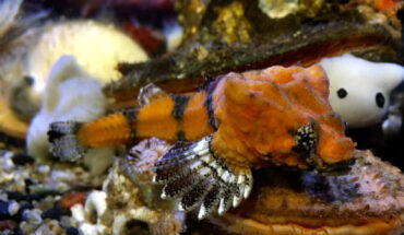 The rockhead poacher (Bothragonus swanii) in Oregon Coast Aquarium. Image credit: Rhinopias / CC BY-SA 4.0.
